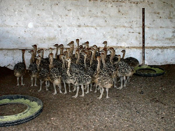 struisvogels